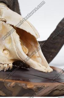 mouflon skull 0018